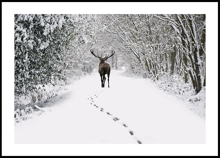 a deer walking down a snow covered road