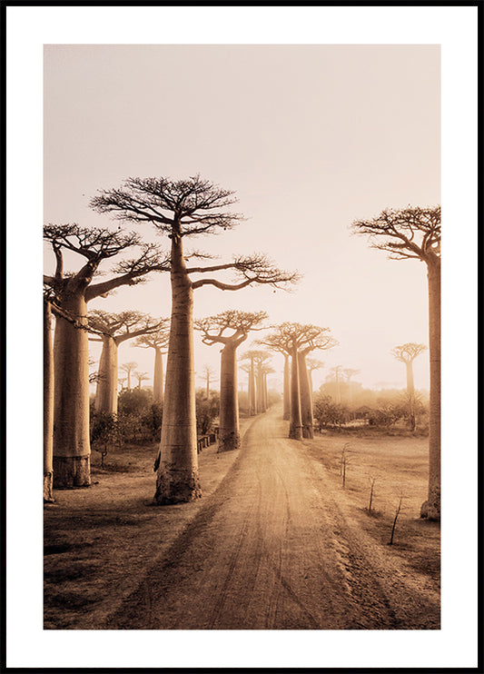 Poster Baobab-Bäume bei Sonnenuntergang