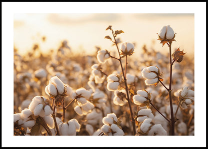 Baumwollblumen bei Sonnenuntergang Poster