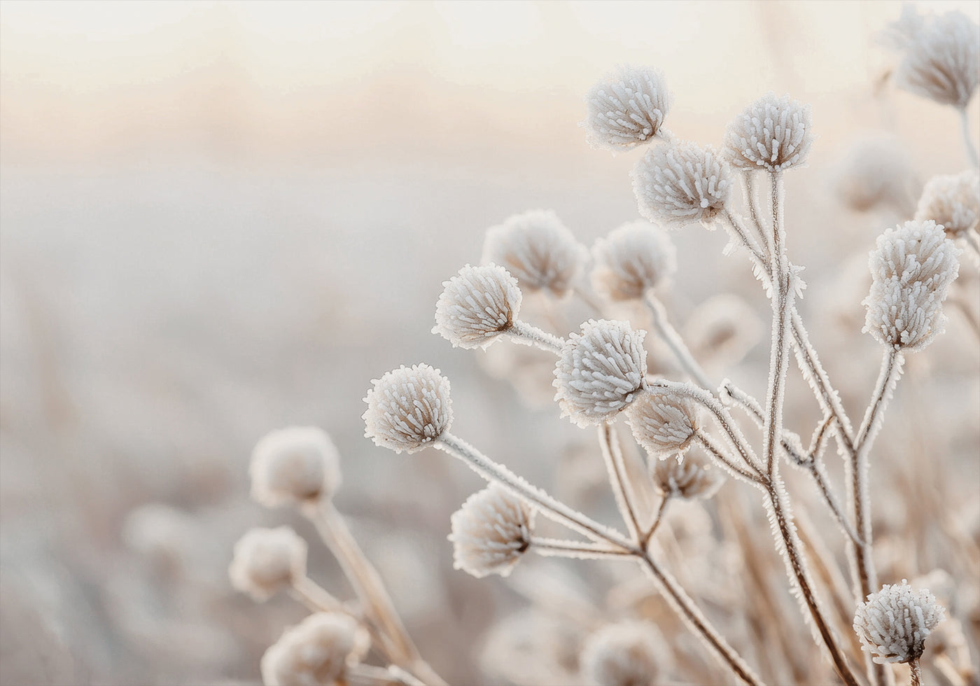 Poster Frosted Winter Wildblumen