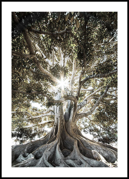 Poster Baum mit großen Wurzeln 