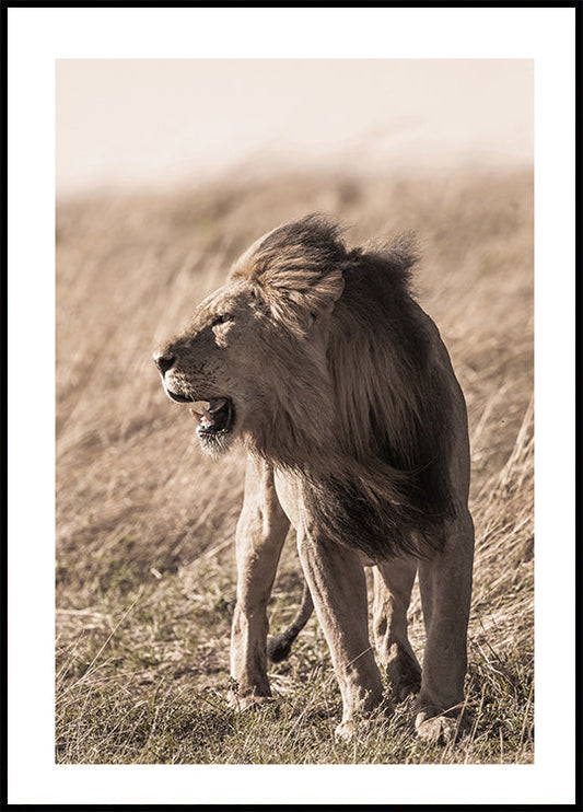 Löwe im Profil Poster 