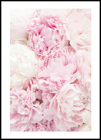 Pink Peony Dream Plakat - Posterbox.no